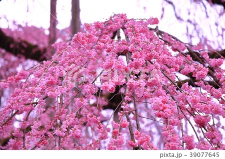 桜 桜 39077645