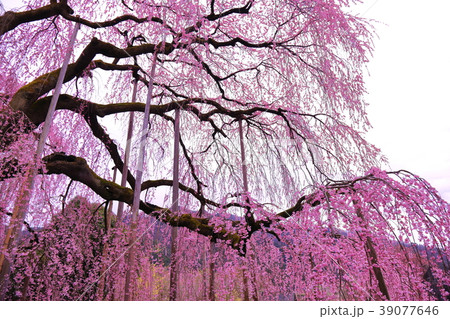 桜 39077646