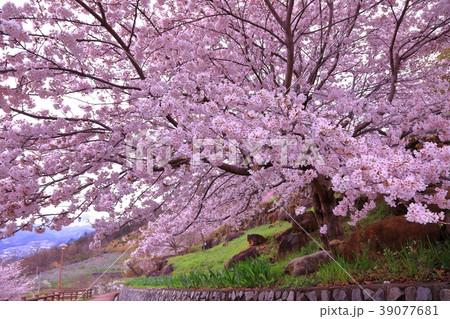 桜 39077681