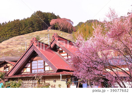 桜 桜 39077682