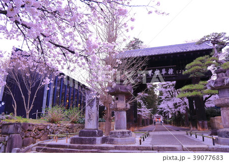 桜 39077683