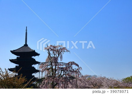 桜 桜 39078071