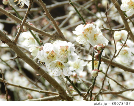 春の英彦山 春の英彦山 39078487