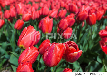 Water drops on flowers - Netherlands 39079227