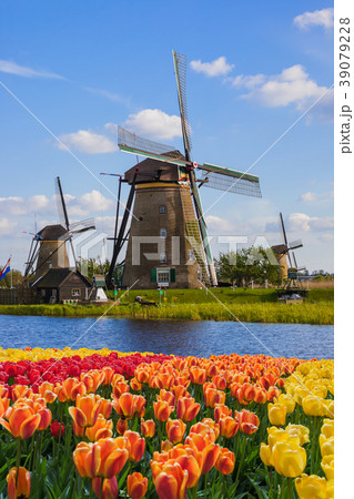 Windmills and flowers in Netherlands Windmills and flowers in Netherlands 39079228