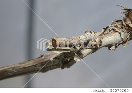 ブドウの水揚げ ブドウの水揚げ 39079269