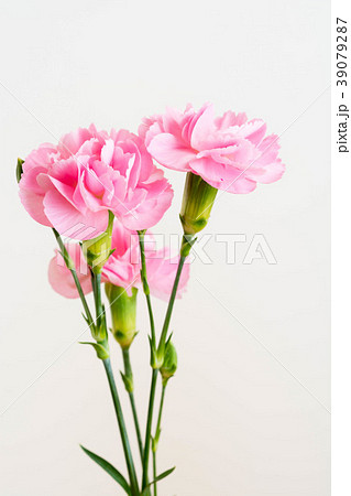 ピンクのカーネーション 白背景の写真素材