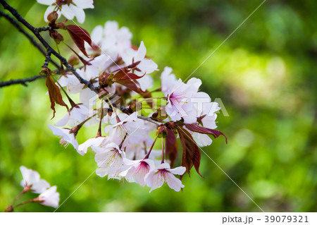 満開のサクラの花 満開のサクラの花 39079321