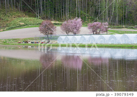 水田に写るサクラ 水田に写るサクラ 39079349