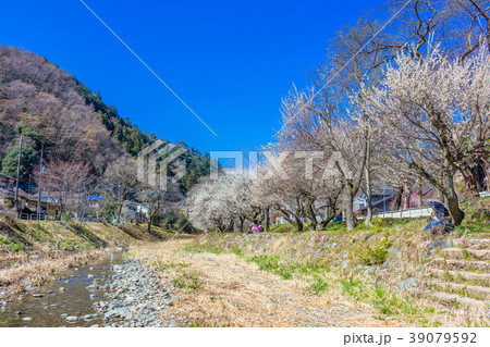 東京　高尾梅郷の風景（遊歩道梅林） 39079592