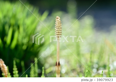 ツクシがいっぱい 39079923