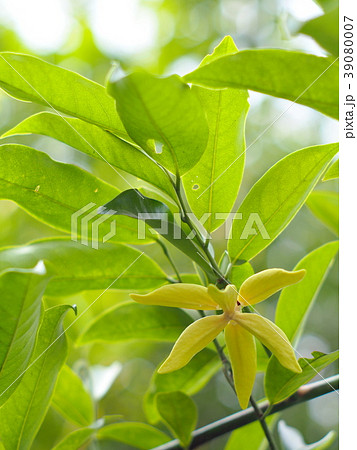 green yellow aroma flower of large creeping plant 39080007