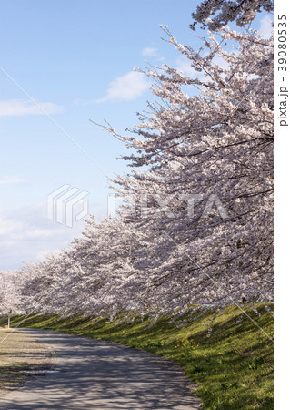粕川河川公園の桜 粕川河川公園の桜 39080535