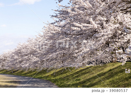 粕川河川公園の桜 39080537