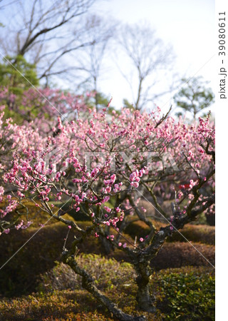 【兵庫県 宝塚市】中山寺の梅林 【兵庫県 宝塚市】中山寺の梅林 39080611