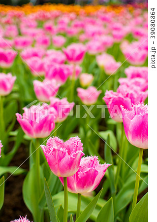 台湾 台北 台北市 39080864