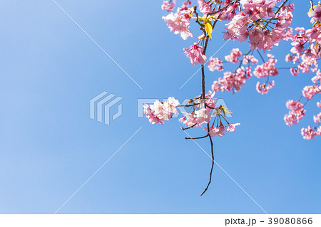 台湾 桃畑 モモ畑 39080866