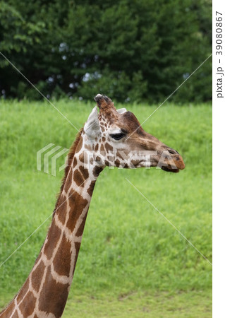 アミメキリン149 39080867