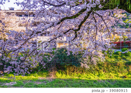 春の山北駅(神奈川県足柄上郡) 春の山北駅(神奈川県足柄上郡) 39080915