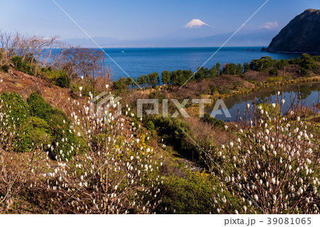 白木蓮 咲く西伊豆井田・海越しの富士山 39081065