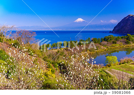 白木蓮 咲く西伊豆井田・海越しの富士山 白木蓮 咲く西伊豆井田・海越しの富士山 39081066