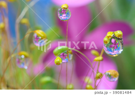 水滴に花 水滴に花 39081484
