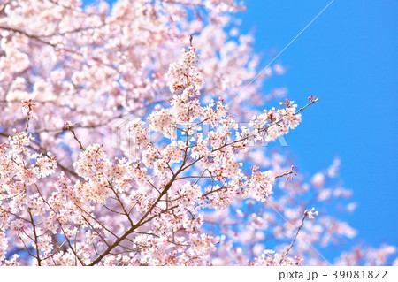 青空に咲く桜 39081822