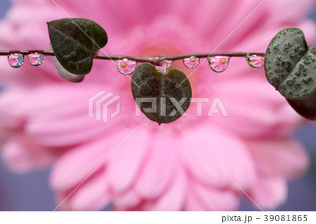 水滴に花 39081865