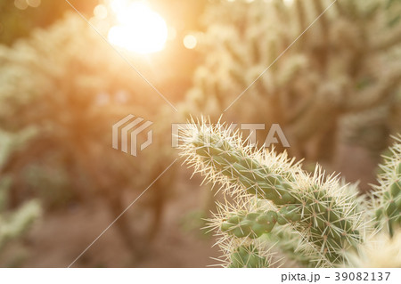 A large cactus with thorns A large cactus with thorns 39082137