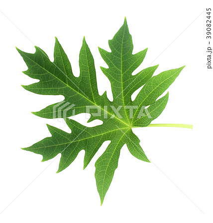 Papaya leaf isolated on white. Papaya leaf isolated on white. 39082445