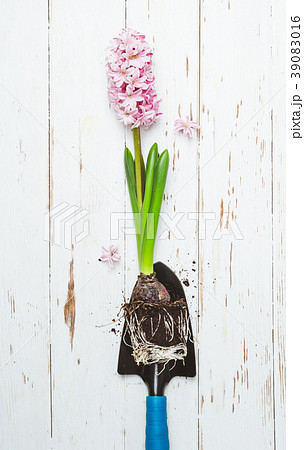 Pink hyacinth flower Bulb on garden shovel 39083016