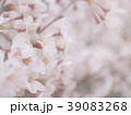 光の中で満開の桜 39083268