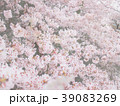 光の中で満開の桜 39083269