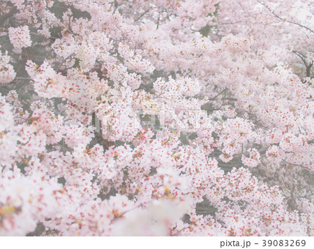 光の中で満開の桜 39083269