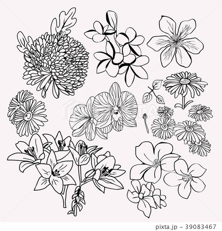 collection botanical set Monochrome illustration. collection botanical set Monochrome illustration. 39083467