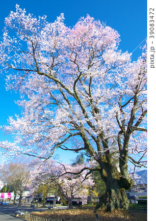 一本桜 - 長姫のエドヒガン（安富桜） 39083472