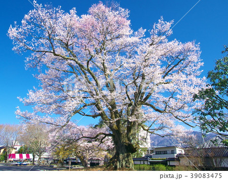 一本桜 - 長姫のエドヒガン(安富桜) 一本桜 - 長姫のエドヒガン(安富桜) 39083475