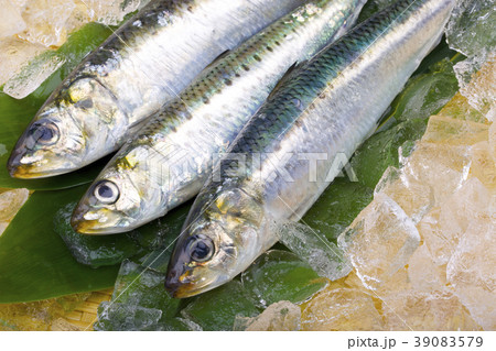 いわし 39083579