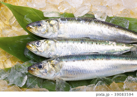 いわし 39083594