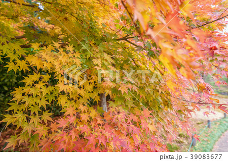 美しい紅葉 39083677