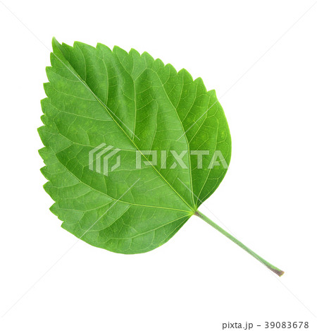 Green leaf of Hibiscus; closeup on white 39083678