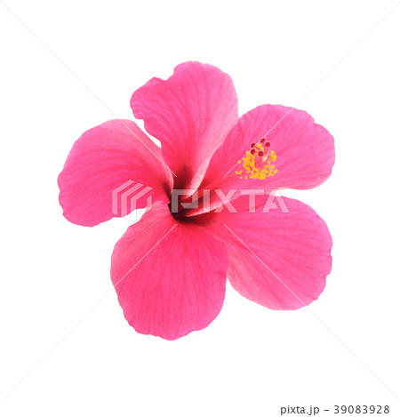 Pink hibiscus isolated on white background Pink hibiscus isolated on white background 39083928