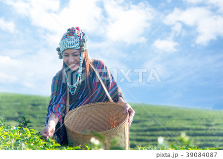 Asia worker farmer women were picking tea leaves  39084087