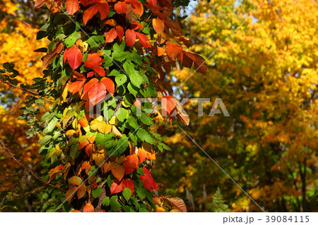 紅葉　ツタウルシ　葉 39084115