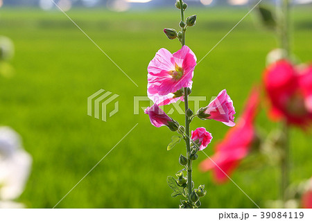 夏の花 タチアオイ 夏の花 タチアオイ 39084119