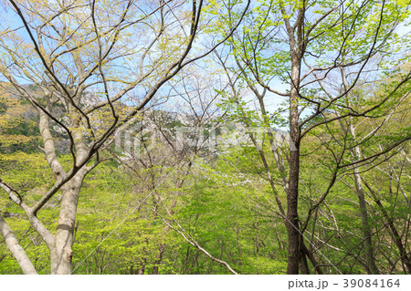 栃木県那須塩原市　板室の新緑（5月） 39084164