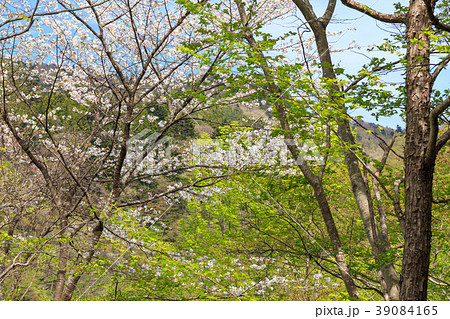 栃木県那須塩原市　板室の新緑（5月） 39084165