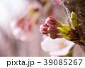 桜の新芽 39085267