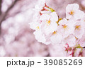 桜が咲いている様子 39085269