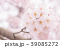 満開の桜の花 39085272